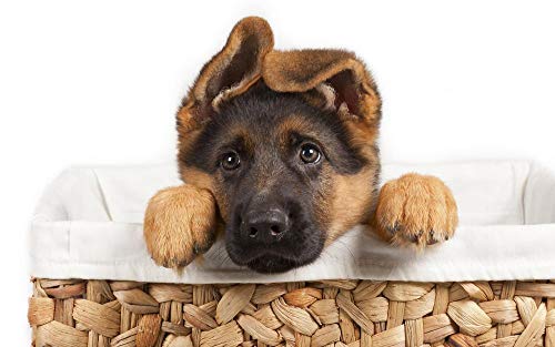 NFRAZ DIY handgefertigtes 5D-Diamant-Malset, kleiner deutscher Schäferhund in einem Korb, runde Diamant-Stickerei, Bild, Heimdekoration, Wandkunst, 30 x 40 cm NFRAZ DIY handgefertigtes 5D-Diamant-Malset, kleiner deutscher Schäferhund in einem Korb, runde Diamant-Stickerei, Bild, Heimdekoration, Wandkunst, 30 x 40 cm von NFRAZ