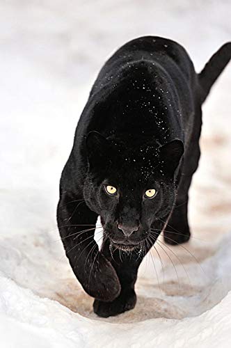 NFRAZ DIY handgefertigtes 5D-Diamant-Malset, schwarzer Panther, rund, Diamant-Stickerei, Bild, Heimdekoration, Wandkunst, 40 x 50 cm NFRAZ DIY handgefertigtes 5D-Diamant-Malset, schwarzer Panther, rund, Diamant-Stickerei, Bild, Heimdekoration, Wandkunst, 40 x 50 cm von NFRAZ