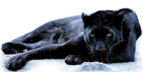 NFRAZ DIY handgefertigtes 5D-Diamant-Malset „Schwarzer Panther“, Diamant-Stickerei, Bild, Heimdekoration, Wandkunst, 40 x 50 cm von NFRAZ