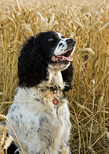 NFRAZ Diamant-Malerei-Set für Erwachsene, Kinder, Springer-Spaniel-Hund, DIY, 5D-Diamant-Malerei, Kunsthandwerk für Zuhause, Wanddekoration, Geburtstagsgeschenke, 30 x 40 cm NFRAZ Diamant-Malerei-Set für Erwachsene, Kinder, Springer-Spaniel-Hund, DIY, 5D-Diamant-Malerei, Kunsthandwerk für Zuhause, Wanddekoration, Geburtstagsgeschenke, 30 x 40 cm von NFRAZ