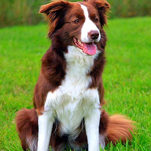 NFRAZ Diamant-Malerei-Set für Erwachsene und Kinder, brauner Hund, Border Collie, DIY, 5D-Diamant-Malerei, Kunsthandwerk für Zuhause, Wanddekoration, Geburtstagsgeschenke, 40 x 50 cm NFRAZ Diamant-Malerei-Set für Erwachsene und Kinder, brauner Hund, Border Collie, DIY, 5D-Diamant-Malerei, Kunsthandwerk für Zuhause, Wanddekoration, Geburtstagsgeschenke, 40 x 50 cm von NFRAZ