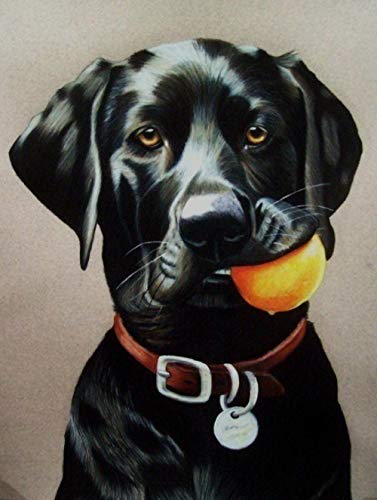 NFRAZ Diamant-Malerei-Set für Erwachsene und Kinder, schwarzer Labrador-Hund, DIY, 5D-Diamant-Malerei, Kunsthandwerk für Zuhause, Wanddekoration, Geburtstagsgeschenke, 40 x 40 cm NFRAZ Diamant-Malerei-Set für Erwachsene und Kinder, schwarzer Labrador-Hund, DIY, 5D-Diamant-Malerei, Kunsthandwerk für Zuhause, Wanddekoration, Geburtstagsgeschenke, 40 x 40 cm von NFRAZ