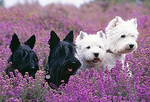NFRAZ Diamant-Malsets für Erwachsene, Kinder, West Highland Terrier und Scottish Terrier, DIY 5D-Diamant-Malerei, Kunsthandwerk für Zuhause, Wanddekoration, Geburtstagsgeschenke, 40 x 50 cm NFRAZ Diamant-Malsets für Erwachsene, Kinder, West Highland Terrier und Scottish Terrier, DIY 5D-Diamant-Malerei, Kunsthandwerk für Zuhause, Wanddekoration, Geburtstagsgeschenke, 40 x 50 cm von NFRAZ