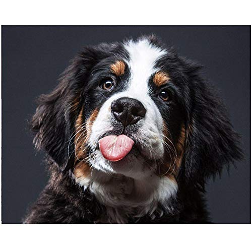 NFRAZ Diamantmalerei, Diamantmalerei, rund, Welpe, Berner Sennenhund, Bilder nach Zahlen, DIY, Diamantstickerei, Mosaik, Fantasy Living, 40 x 40 cm NFRAZ Diamantmalerei, Diamantmalerei, rund, Welpe, Berner Sennenhund, Bilder nach Zahlen, DIY, Diamantstickerei, Mosaik, Fantasy Living, 40 x 40 cm von NFRAZ