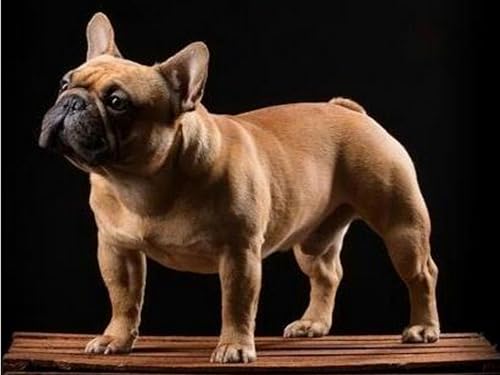 NFRAZ Diamantmalerei, Diamantstickerei, 5D-Diamant-Kreuzstich, Hund, Diamantmosaikmuster, Hand, Weihnachten, der französische Bulldoggenhund, 3D-Malerei, 50 x 60 cm NFRAZ Diamantmalerei, Diamantstickerei, 5D-Diamant-Kreuzstich, Hund, Diamantmosaikmuster, Hand, Weihnachten, der französische Bulldoggenhund, 3D-Malerei, 50 x 60 cm von NFRAZ