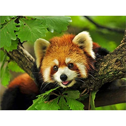 NFRAZ Diamantmalerei, komplette runde Diamantstickerei, Tiere, Panda, rot, DIY-Diamantmalerei, Modell, Strass-Mosaik, 50 x 60 cm NFRAZ Diamantmalerei, komplette runde Diamantstickerei, Tiere, Panda, rot, DIY-Diamantmalerei, Modell, Strass-Mosaik, 50 x 60 cm von NFRAZ
