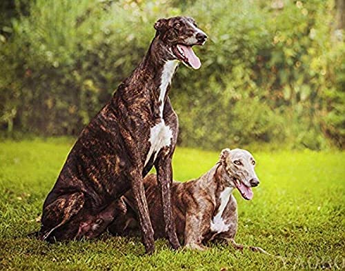 NFRAZ Diamantmalerei Bilder 5D DIY Diamant Windhund Hund Diamant Kreuzstich Mosaik Stickerei Tier Haustier Dekoration 40x50CM NFRAZ Diamantmalerei Bilder 5D DIY Diamant Windhund Hund Diamant Kreuzstich Mosaik Stickerei Tier Haustier Dekoration 40x50CM von NFRAZ