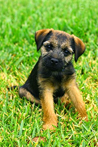 NFRAZ Diamantmalerei Border Terrier Hund Kreuzstich Heimdekoration Diamantstickerei Cartoon Mosaikkunst 30x40CM von NFRAZ