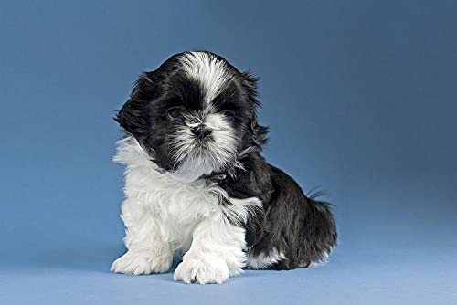 NFRAZ Diamantmalerei Shih Tzu Schwarz-Weiß-Welpe Kreuzstich Heimdekoration Diamantstickerei Cartoon Mosaikkunst 40x40CM von NFRAZ