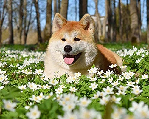 NFRAZ Hund in den Blumen Akita Inu﹣ DIY 5D Diamant-Malerei-Sets ﹣ Mosaik-Kreuzstich-Stickerei Heimdekorative Kunst 40x40CM von NFRAZ