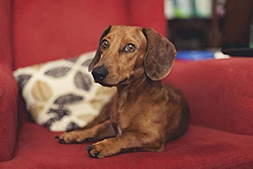 NFRAZ Niedlicher Dackel-Haustierhund﹣ Diamantmalerei﹣ Kristall-Diamant-Stickerei-Sets Wohnzimmerdekoration 30x40CM von NFRAZ