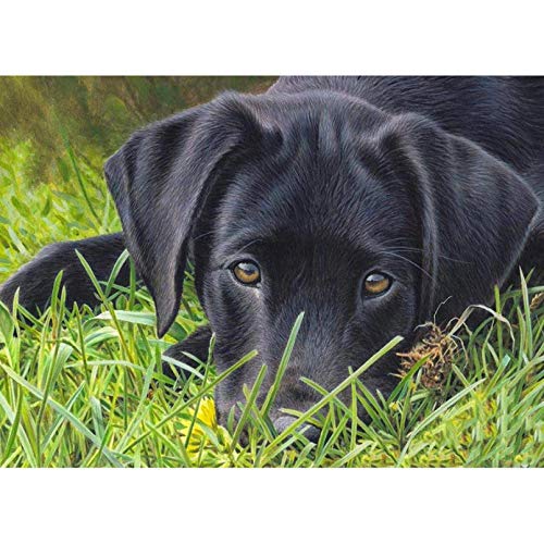 NFRAZ Quadratische/runde Diamantmalerei, schwarzer Labrador, 5D-Diamantstickerei, Mosaik-Dekorationsmalerei, 40 x 50 cm NFRAZ Quadratische/runde Diamantmalerei, schwarzer Labrador, 5D-Diamantstickerei, Mosaik-Dekorationsmalerei, 40 x 50 cm von NFRAZ