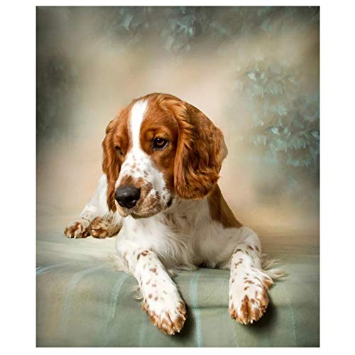 NFRAZ Quadratische 5D-Diamantmalerei zum Selbermachen, Tierhund, 3D-Strass-Stickerei, Springer Spaniel, Kreuzstich, Mosaik, Heimdekoration, 30 x 40 cm NFRAZ Quadratische 5D-Diamantmalerei zum Selbermachen, Tierhund, 3D-Strass-Stickerei, Springer Spaniel, Kreuzstich, Mosaik, Heimdekoration, 30 x 40 cm von NFRAZ