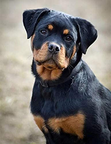 NFRAZ Rottweiler, süßer Hund, 5D-Diamant-Malset zum Selbermachen, Strass-Kristall-Stickerei, Bilder, Kreuzstich, Kunsthandwerk für Heimdekoration, 50 x 60 cm NFRAZ Rottweiler, süßer Hund, 5D-Diamant-Malset zum Selbermachen, Strass-Kristall-Stickerei, Bilder, Kreuzstich, Kunsthandwerk für Heimdekoration, 50 x 60 cm von NFRAZ
