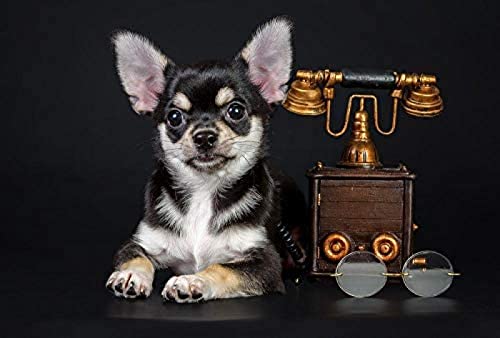 NFRAZ Süßer schwarzer Chihuahua-Hund﹣ DIY 5D-Diamant-Malset﹣ Kristall-Strass-Stickerei-Bilder Kunsthandwerk für Zuhause, Wanddekoration, Geschenk, 40 x 50 cm NFRAZ Süßer schwarzer Chihuahua-Hund﹣ DIY 5D-Diamant-Malset﹣ Kristall-Strass-Stickerei-Bilder Kunsthandwerk für Zuhause, Wanddekoration, Geschenk, 40 x 50 cm von NFRAZ