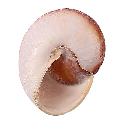 Muscheln, Muschelschale, Einsiedlerkrebs liefert kleine bis mittelgroße natürliche Muschelschalen for Einsiedlerkrebs-Ersatzmuscheln, Aquarium-Dekoration(D) von NHEISSCF