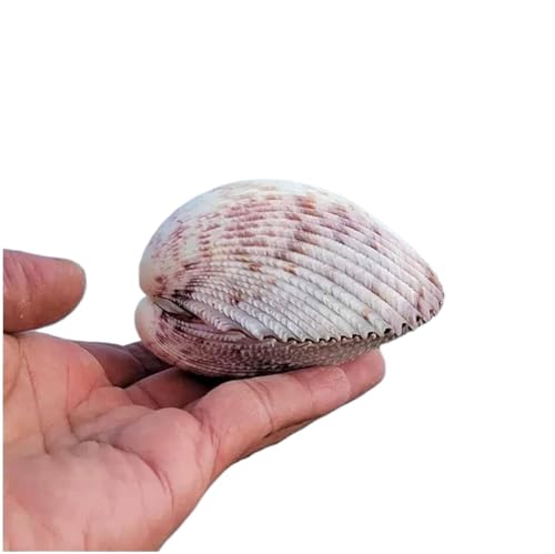 Muscheln, Muschelschale, Muscheln, natürliche große Muschelschale, 8–10 cm, for Hochzeit, Strand, Mottoparty, Dekoration von NHEISSCF