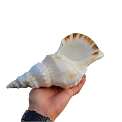 Muscheln, Muschelschale, Natürliche Muscheln, große Muschelschalen zur Dekoration 17–25 cm for Hochzeits- und Strandpartys(21cm) von NHEISSCF