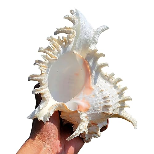 Muscheln, Muschelschale, Natürliche große Strandmuscheln, perfekt for Fischtanks, Hochzeitsdekoration, Strand-Mottoparty, Heimdekoration, DIY-Bastelarbeiten.(D) von NHEISSCF