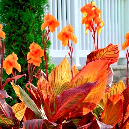 (NHKJHFTJHN) - Indisches blumenrohr- canna kaufen -Frostfeste Sorten für Garten & Balkon-1stück von NHKJHFTJHN