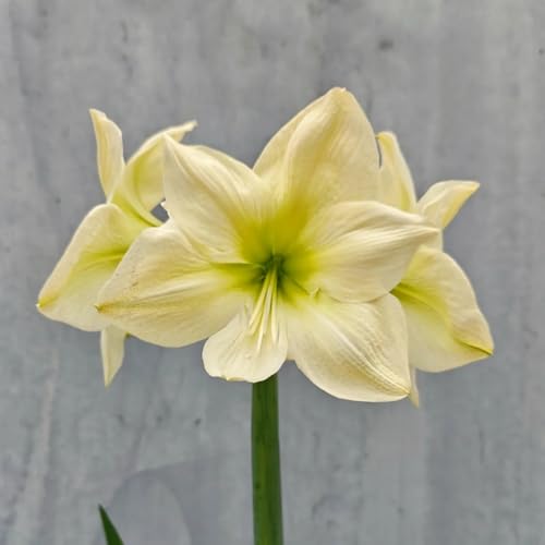 NHKJHFTJHN Amaryllis kaufen - Lebendige Blüten von Frühling bis Herbst-A von NHKJHFTJHN