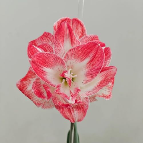 NHKJHFTJHN Amaryllis kaufen - Lebendige Blüten von Frühling bis Herbst-B von NHKJHFTJHN