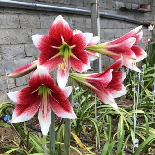 NHKJHFTJHN Amaryllis kaufen - Lebendige Blüten von Frühling bis Herbst-C von NHKJHFTJHN