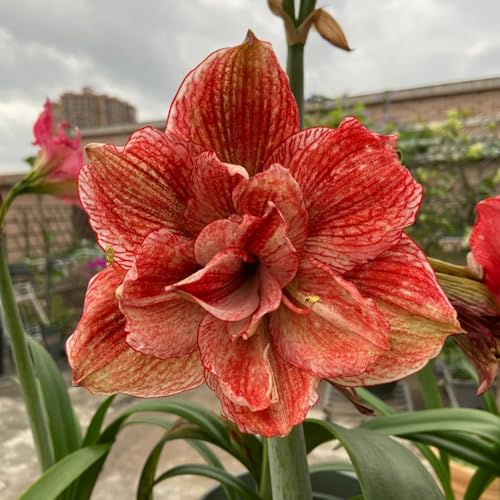 NHKJHFTJHN Amaryllis kaufen - Lebendige Blüten von Frühling bis Herbst-D NHKJHFTJHN Amaryllis kaufen - Lebendige Blüten von Frühling bis Herbst-D von NHKJHFTJHN