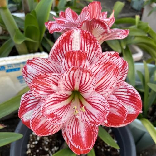 NHKJHFTJHN Amaryllis kaufen - Lebendige Blüten von Frühling bis Herbst-E von NHKJHFTJHN