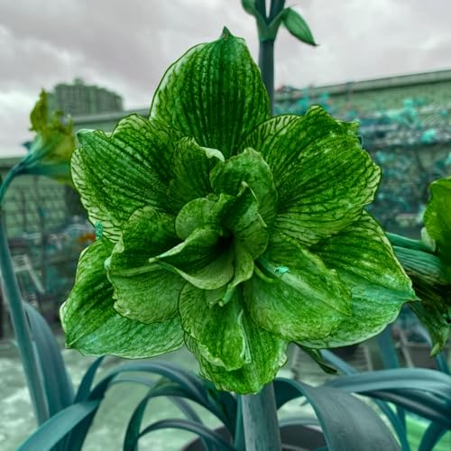 NHKJHFTJHN Amaryllis winterhart kaufen - Lebendige Blüten von Frühling bis Herbst NHKJHFTJHN Amaryllis winterhart kaufen - Lebendige Blüten von Frühling bis Herbst von NHKJHFTJHN