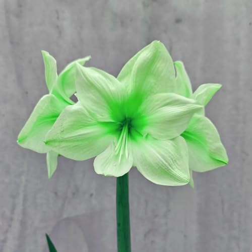 NHKJHFTJHN Amaryllis winterhart kaufen - Lebendige Blüten von Frühling bis Herbst von NHKJHFTJHN