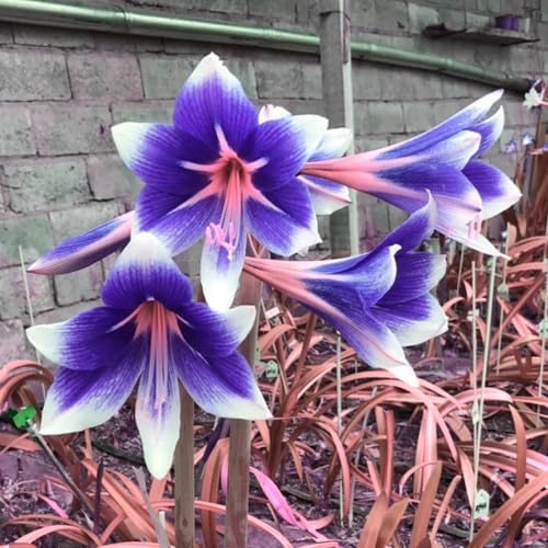 NHKJHFTJHN Amaryllis winterhart kaufen - Lebendige Blüten von Frühling bis Herbst von NHKJHFTJHN