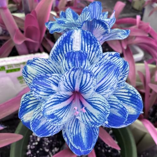 NHKJHFTJHN Amaryllis winterhart kaufen - Lebendige Blüten von Frühling bis Herbst von NHKJHFTJHN