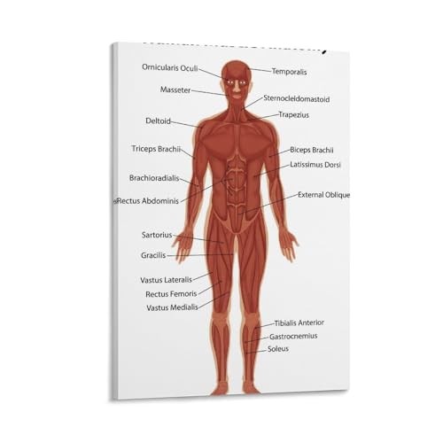 NIPSER Wandkunst-Albumcover Anatomie Muskeln menschlicher Körper 1 (1) Poster Set mit 6 Teenager-Raum-Dekor, ästhetischer Film für Schlafzimmer, Dekoration, 30 x 45 cm von NIPSER