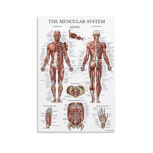 NIPSER Wandkunst-Albumcover Anatomie Muskeln menschlicher Körper 1 (4) Poster Set mit 6 Teenager-Raum-Dekor, ästhetischer Film für Schlafzimmer, Dekoration, 60 x 90 cm von NIPSER