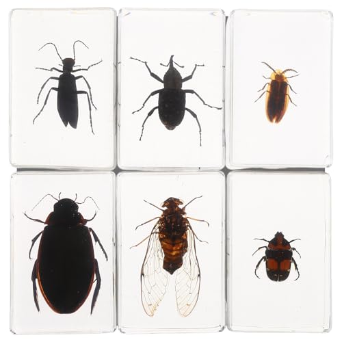 NIYANGLE 6 Stück Insektenproben aus Kunstharz: Insektenproben aus Kunstharz für die wissenschaftliche Bildung, realistische Insektenmodelle für Kinder, Biologieunterricht, Unterricht im NIYANGLE 6 Stück Insektenproben aus Kunstharz: Insektenproben aus Kunstharz für die wissenschaftliche Bildung, realistische Insektenmodelle für Kinder, Biologieunterricht, Unterricht im von NIYANGLE