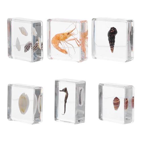 NIYANGLE 6 stücke Sea Life Figurine Ornament Harz Exemplar Tier Briefbeschwerer Pädagogisches Requisit Für Lehrer Kinder Grundschule Wissenschaft Unterricht von NIYANGLE