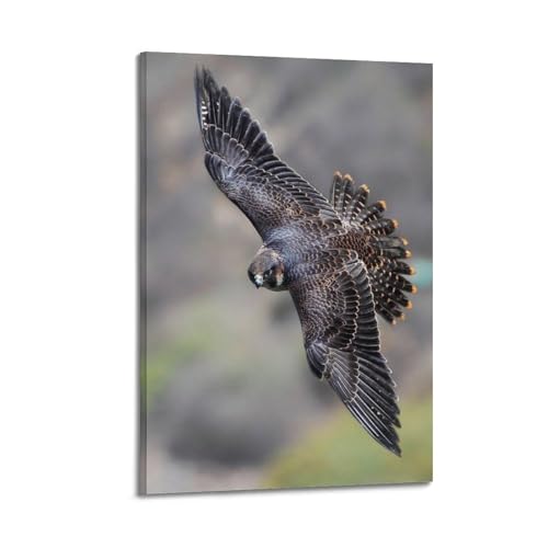 NIZIEE Tierposter, Juvenile Wanderfalke, dekoratives Gemälde, Leinwand, Poster, 20 x 30 cm NIZIEE Tierposter, Juvenile Wanderfalke, dekoratives Gemälde, Leinwand, Poster, 20 x 30 cm von NIZIEE