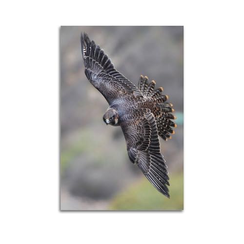 NIZIEE Tierposter Juvenile Wanderfalke, dekoratives Gemälde, Leinwand-Poster, 40 x 60 cm NIZIEE Tierposter Juvenile Wanderfalke, dekoratives Gemälde, Leinwand-Poster, 40 x 60 cm von NIZIEE