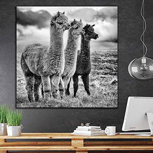 NLZNKZJ Mode Schwarz-Weiß-Lama-Poster Tier Leinwand Gemälde, Alpaka Poster und Drucke Wandkunst Bild für Wohnzimmer Dekor 60x60cm ohne Rahmen von NLZNKZJ