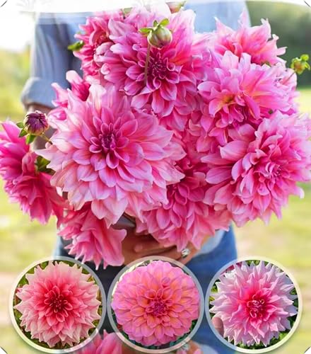 Dahlienzwiebeln mit ihren großen, leuchtenden Blüten bereichern Ihren Garten.-8zwiebeln-Z von NMYHKD