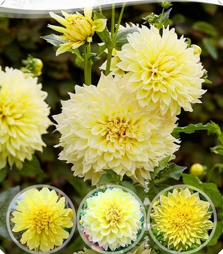 Dahlienzwiebeln mit ihren vollen, üppigen Blüten eignen sich hervorragend als Gartendekoration.-4zwiebeln-Z Dahlienzwiebeln mit ihren vollen, üppigen Blüten eignen sich hervorragend als Gartendekoration.-4zwiebeln-Z von NMYHKD