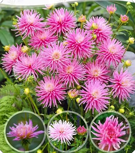 Dahlienzwiebeln mit ihren vollen, üppigen Blüten eignen sich hervorragend als Gartendekoration.-6zwiebeln-B von NMYHKD
