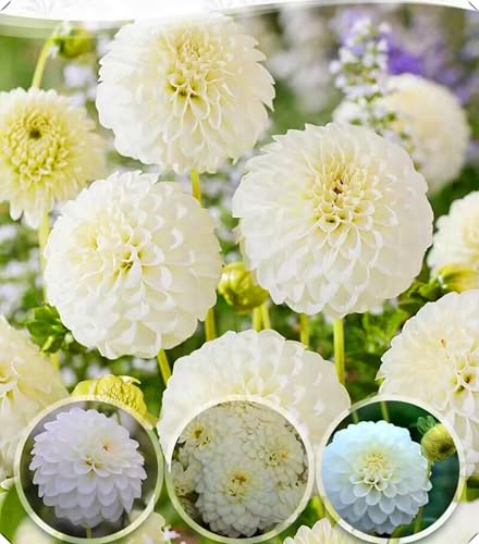Dahlienzwiebeln mit ihren vollen, üppigen Blüten eignen sich hervorragend als Gartendekoration.-8zwiebeln-C von NMYHKD