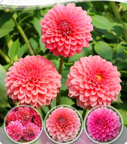 Dahlienzwiebeln mit ihren vollen, üppigen Blüten eignen sich hervorragend als Gartendekoration.-8zwiebeln-V von NMYHKD