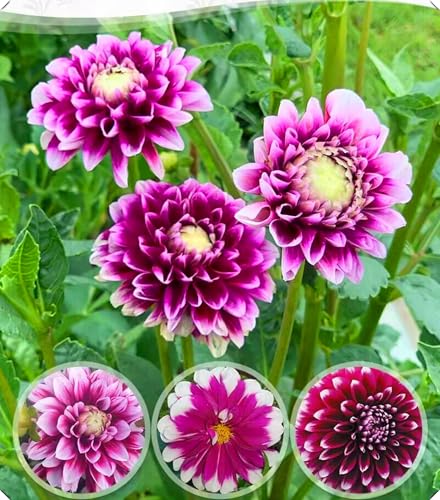 Dahlienzwiebeln mit ihrer langlebigen Blüte sorgen für eine natürliche Ästhetik.-4zwiebeln-V von NMYHKD