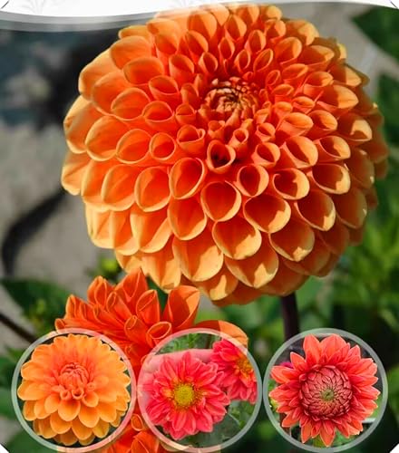 Dahlienzwiebeln mit ihrer langlebigen Blüte sorgen für eine natürliche Ästhetik.-4zwiebeln-Z von NMYHKD