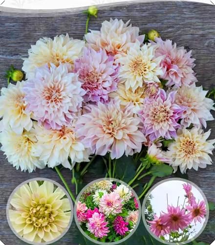 Dahlienzwiebeln mit ihrer langlebigen Blüte sorgen für eine natürliche Ästhetik.-6zwiebeln-C von NMYHKD