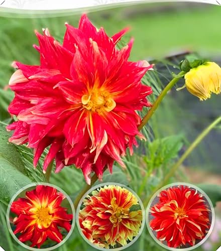 Dahlienzwiebeln mit ihrer langlebigen Blüte sorgen für eine natürliche Ästhetik.-6zwiebeln-X von NMYHKD