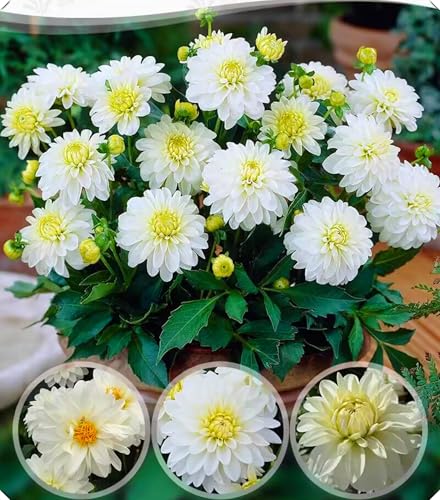 Dahlienzwiebeln sind einfach zu züchten und bestechen durch ihre leuchtenden Blüten.-6zwiebeln-B von NMYHKD